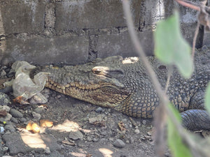 Save the Kokonut Cafe Crocs Tee