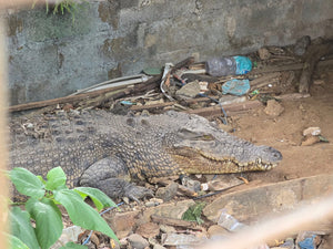 Save the Kokonut Cafe Crocs Tee