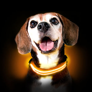 Rechargable LED dog Collars