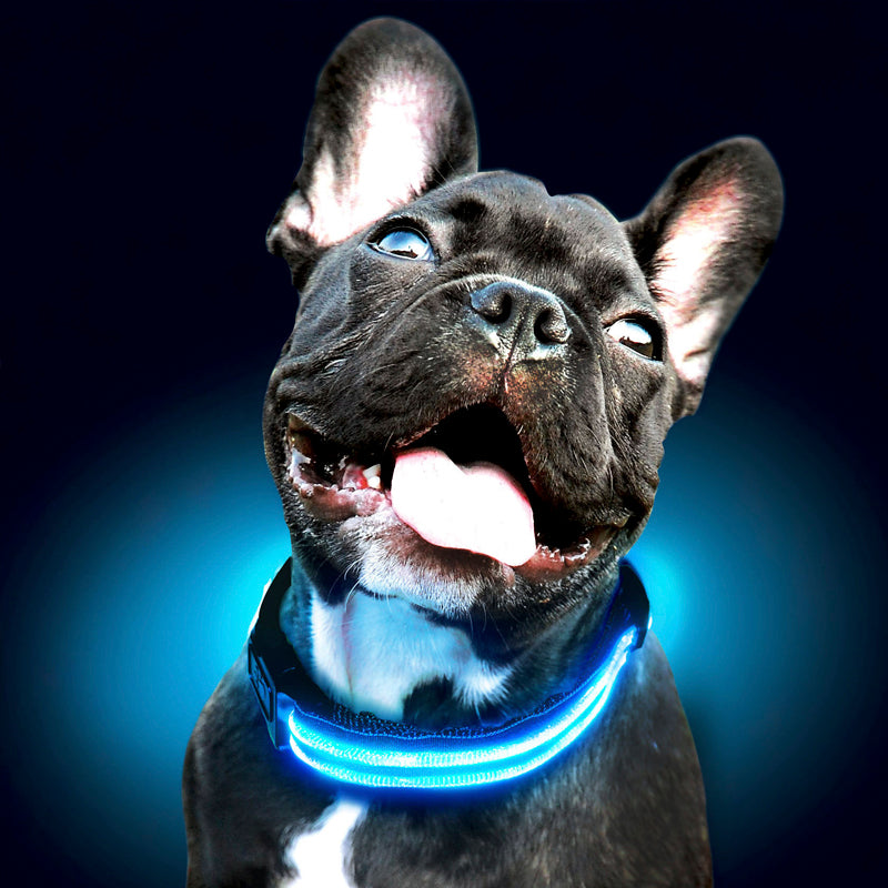 Dog with led outlet collar