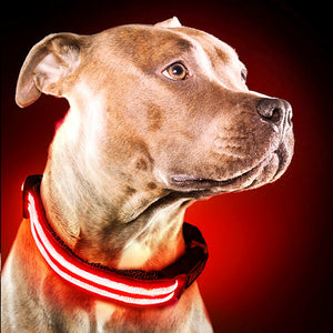 Rechargable LED dog Collars