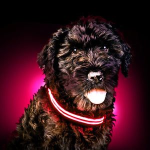 Rechargable LED dog Collars