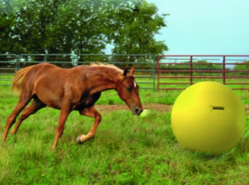 Wish List Horse Power Play Ball