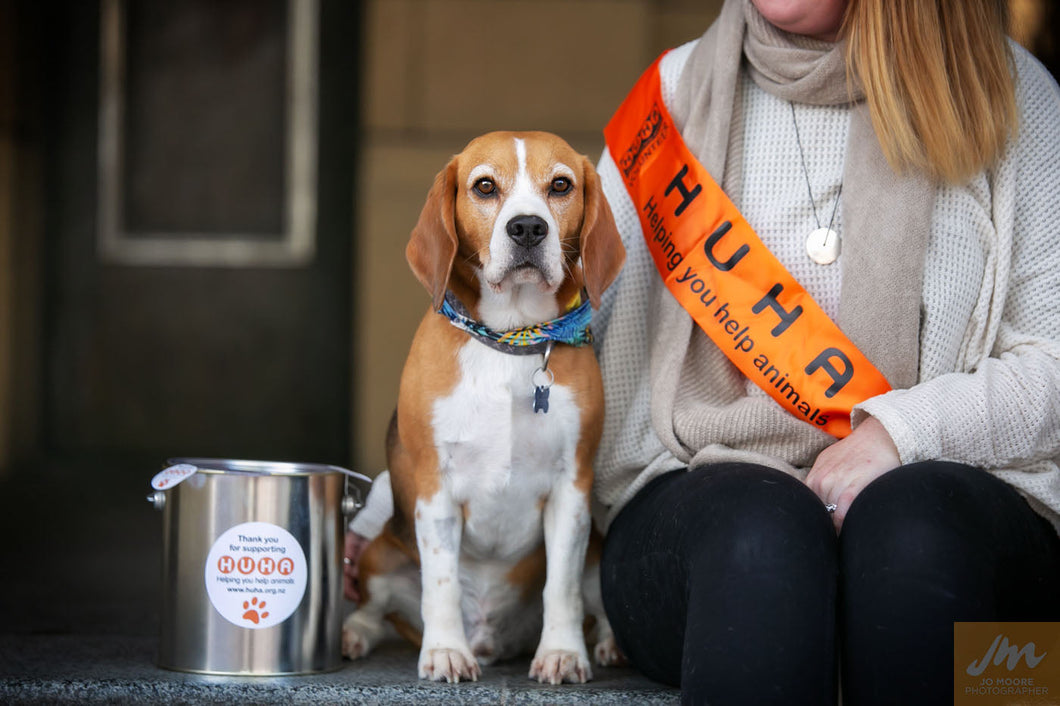 Dog Rescue New Blue Peter Dog German Shepherd Rescue Dog Stock